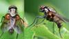 Hydrophoria lancifer